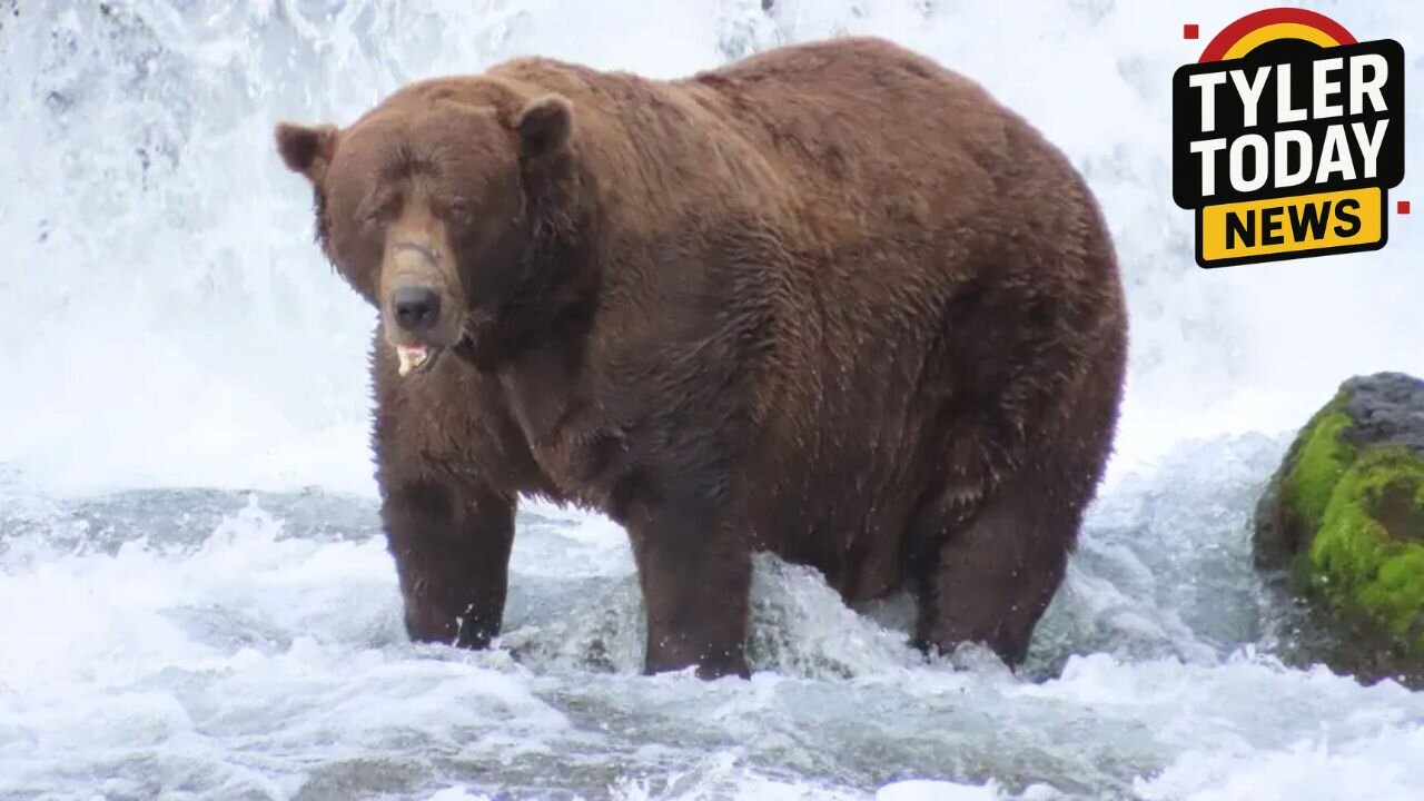 Chunk crowned fattest bear of fat bear week