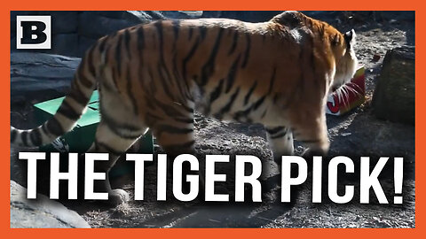 The Tiger Pick: Misha the Tiger Predicts Winner of Sunday's Super Bowl