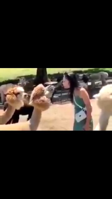 GREAT ANIMAL COMPILATION SET TO THE MUSIC "FUNKYTOWN" 😂
