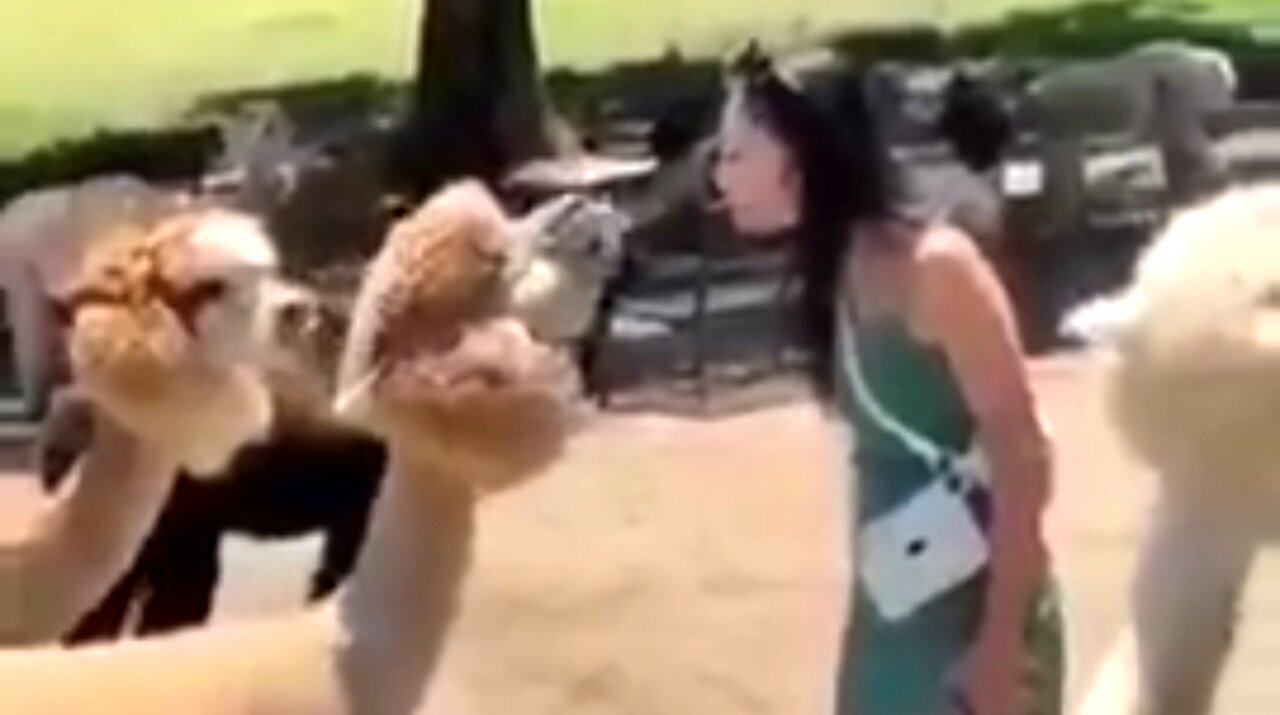 GREAT ANIMAL COMPILATION SET TO THE MUSIC "FUNKYTOWN" 😂
