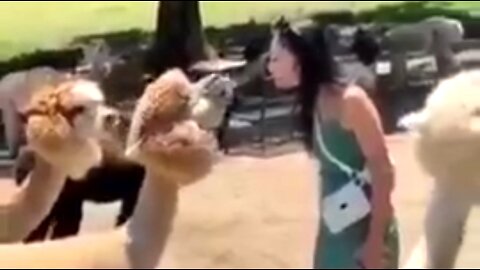 GREAT ANIMAL COMPILATION SET TO THE MUSIC "FUNKYTOWN" 😂