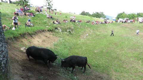 Ringo od Kučukovića vs Mrki Omerinovića Grmeč 2024