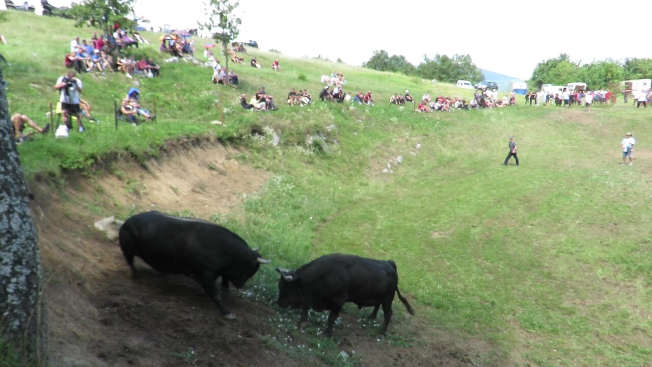 Ringo od Kučukovića vs Mrki Omerinovića Grmeč 2024