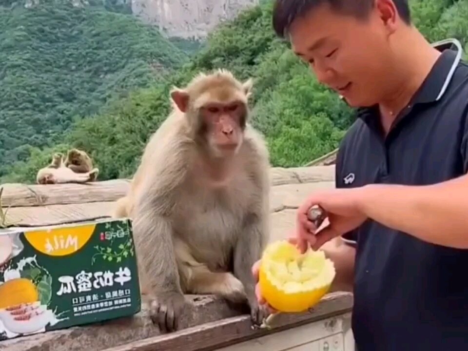 This monkey is impudent