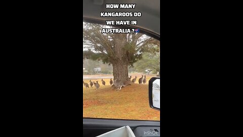 In Australia they have more kangaroos than humans