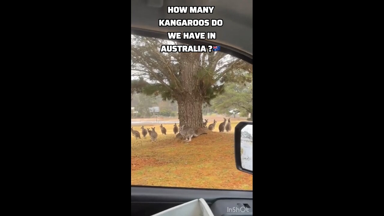 In Australia they have more kangaroos than humans