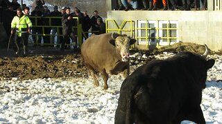 Golub od Redžo Delić vs Mrki od Ajdin Selman