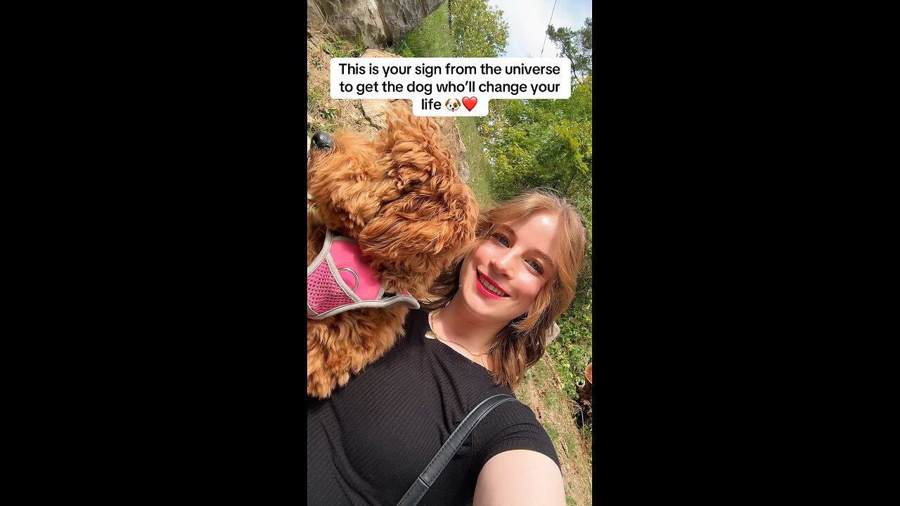 The Universe Wants You To Get a Dog 🐶💫 | Heartwarming Dog Video