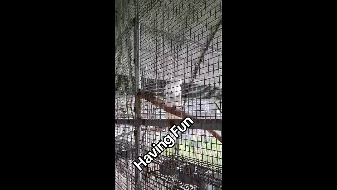 Cockatoo having fun