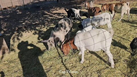 Graham Family Farm NW: 9:20 AM October 7 2025