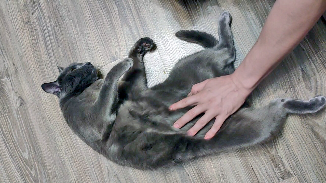 Stroking the belly of a Russian Blue Cat