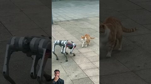 Robot vs Cat
