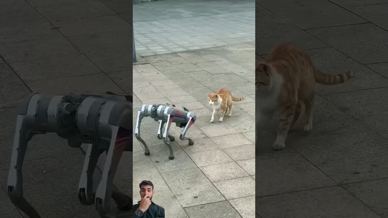 Robot vs Cat