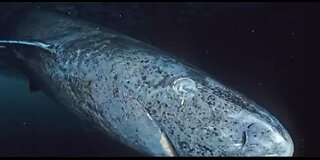 Prehistoric shark that lives for hundreds of years!