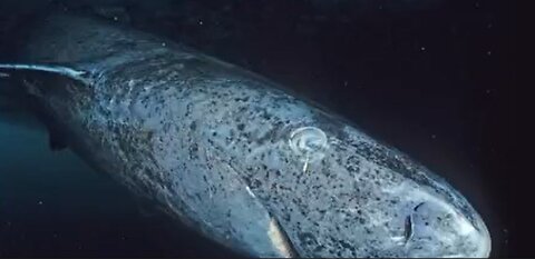 Prehistoric shark that lives for hundreds of years!