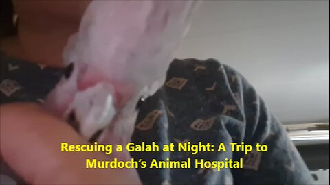 Rescuing a Galah at Night: A Trip to Murdoch’s Animal Hospital