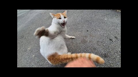 Wild and Psycho Orange Cat goes Crazy when I Touch him.