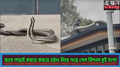 🎯ছাদে লড়াই করতে করতে হঠাৎই নিচে পড়ে গেল বিশাল দুই সাপ!🎯 এক বিরল দৃশ্যের সাক্ষী হলো স্থানীয়রা!