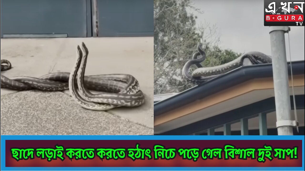 🎯ছাদে লড়াই করতে করতে হঠাৎই নিচে পড়ে গেল বিশাল দুই সাপ!🎯 এক বিরল দৃশ্যের সাক্ষী হলো স্থানীয়রা!