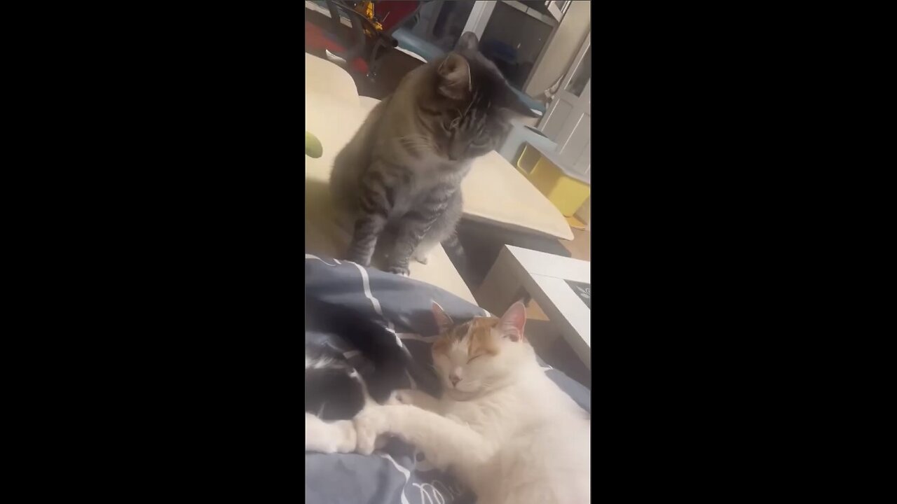 Family cat fights!