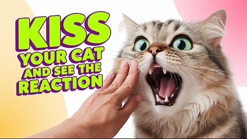 Kiss Your Cat and See What Happens! 🤯 Funny Cat Reactions Caught on Camera