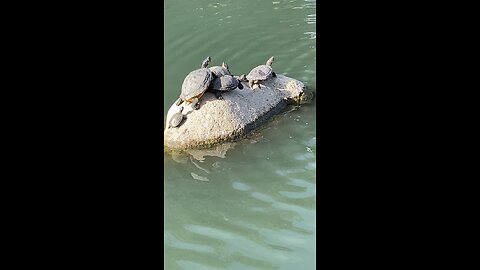 Red-Eared Slider Turtles 🐢 #redearedsliderturtle #redearedslider #subscribe #shorts #trending