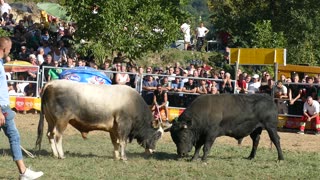 Zećo od Amira i Selve vs Garonja od Stipe Goduša 2025
