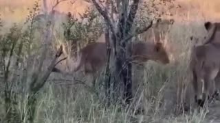 🤯🦁 Lionesses Plan a SHOCKING Rhino Calf Attack! | FunFM