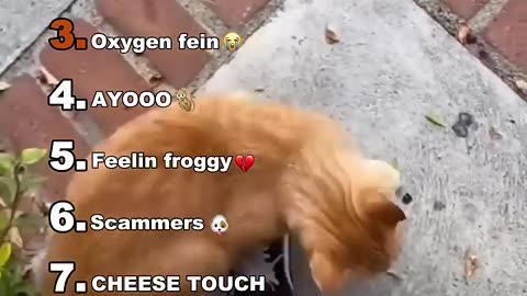 best funny momment