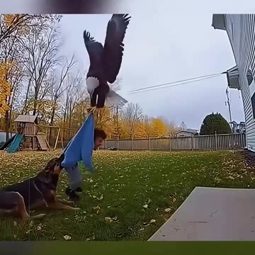 BEST video of DOGS Saving kids!