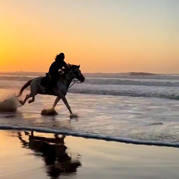 Funny videos funny birds funny animal natural beauty