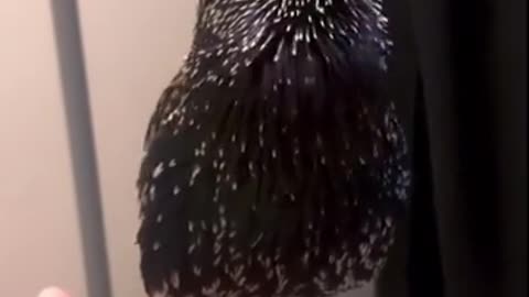 😮🦜 Watch European Starlings Mimic Sounds! | FeedMyCuriosity