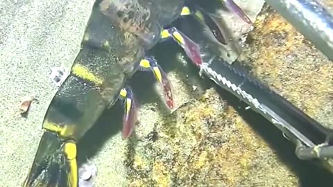Digital Tweezers Capture Ocean Secrets