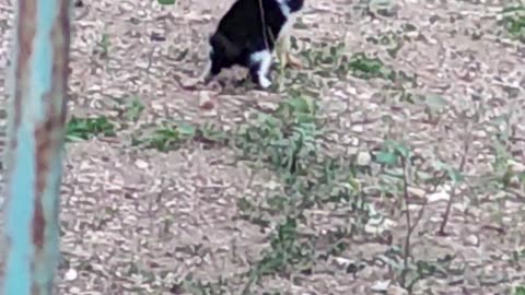 Kitten Searches For Milk From Rooster