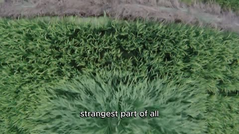 The Bermuda Triangle: What Lies Beneath? | Part 2