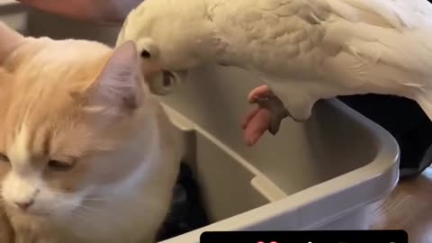 Parrot annoys cat 😺