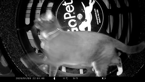 Cookie Cutter The Cat In Go Pet Exercise Wheel, Filmed By KJK JDL201, Dbn, MI, Jan. 9 To 11, 2026