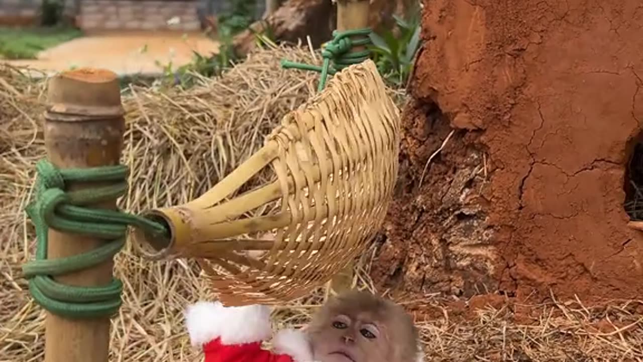 Cute monkey Bon Merry Christmas.