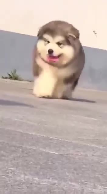 Alaskan Malamutes pups