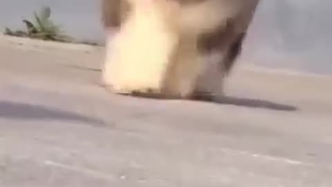 Alaskan Malamutes pups