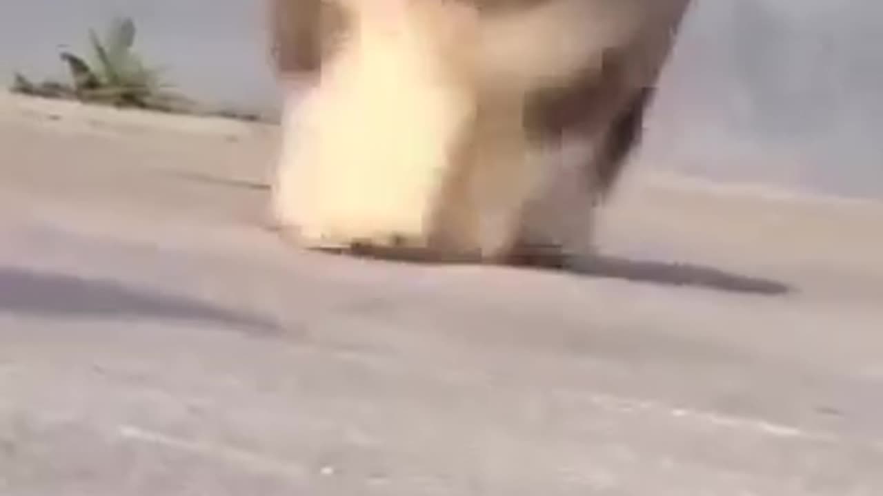 Alaskan Malamutes pups