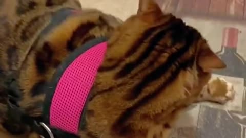 Funny cats and animals videos