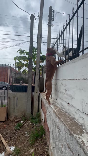 Dog Scales Wall To Say Hello To Cat Friend