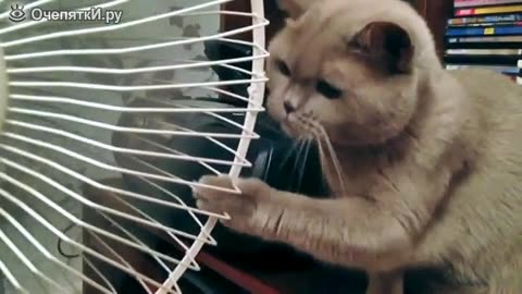 Cats against fans