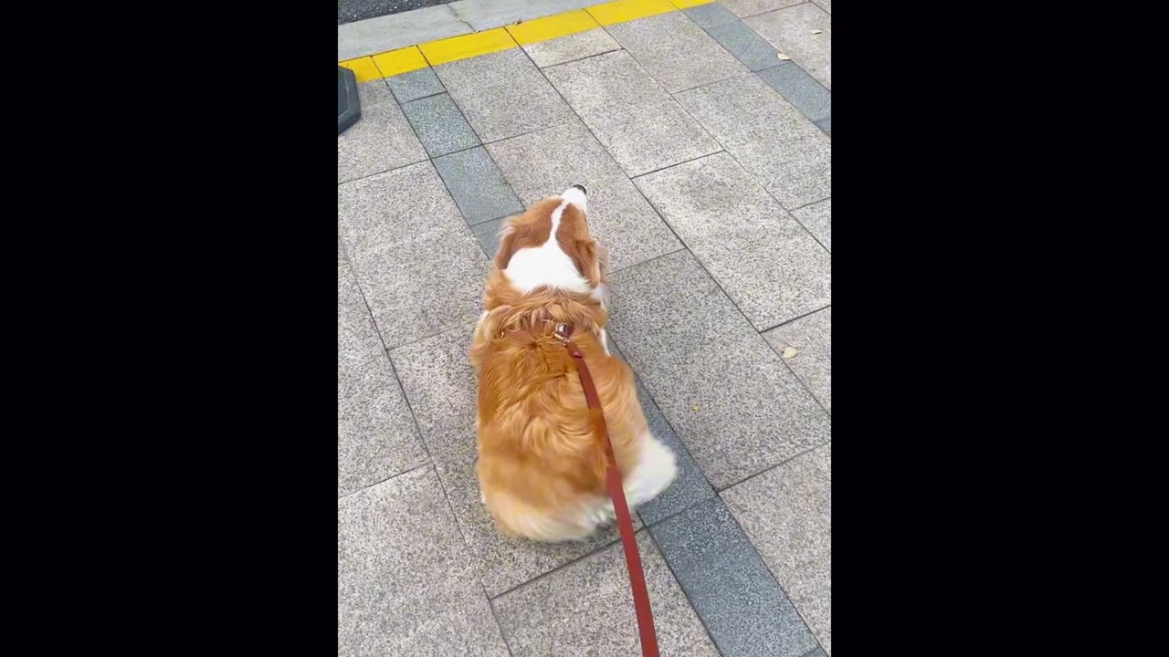 Corgi wagging its tail