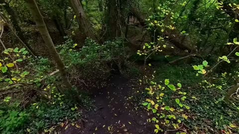 10/10/25 random run with willow