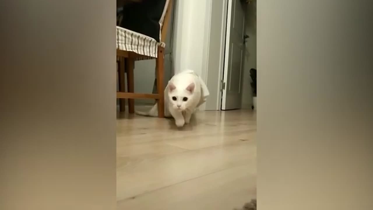 Funny and cute animals & TOP compilation