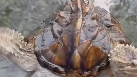 😱👻 Mutant Turtles with Two Heads and Six Legs: A Terrifying Discovery! | TheHauntingHour