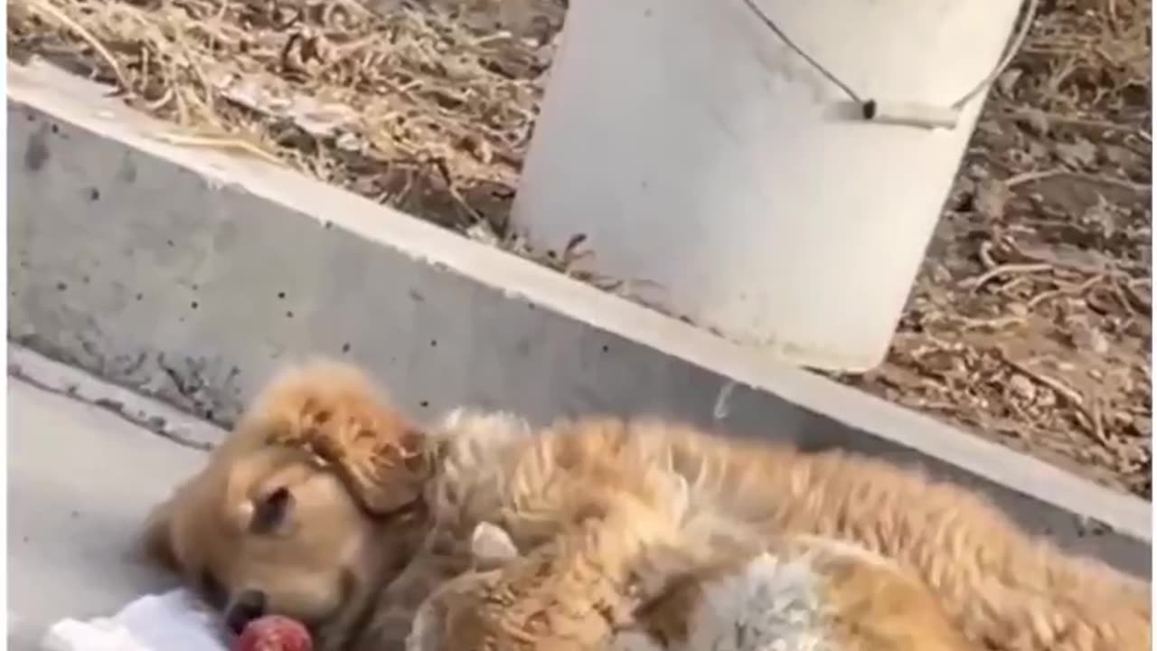Abandoned cat and dog know they have each other 🥺