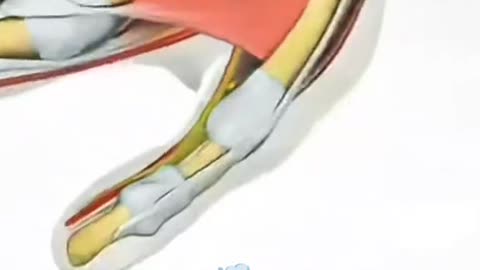 Carpal Tunnel Release Surgery – Step by Step Procedure to Relieve Nerve Compress